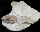 Flexicalymene Trilobite from Ohio - D #5915-2